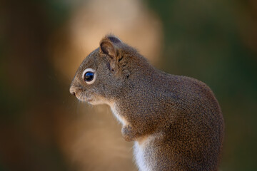 American red squirrel is sitting in the back yard in autumn.