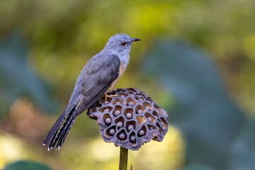 Plaintive cuckoo perched on lotus seed pod.
