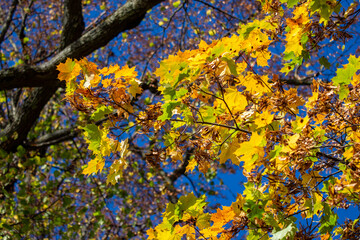 autumn leaves on the tree
