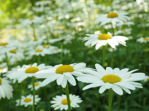 Closeup shot of beautiful white daisies