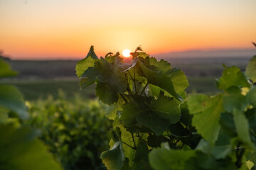 The vineyards in the early morning