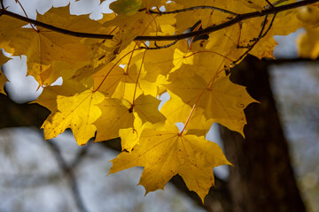 yellow maple leaves