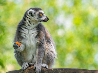 Cute lemur on a tree