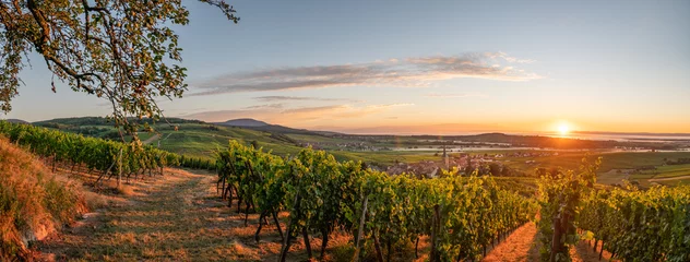 Foto auf Acrylglas Weinberg autumnal view of the alsace vineyards