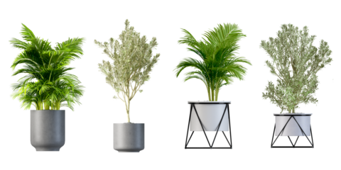 Beautiful plant in 3d rendering isolated