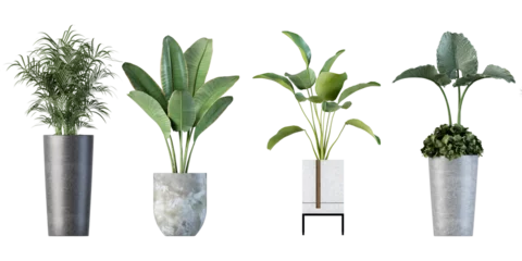 Fotobehang Isometric plant in white pot in 3d rendering © Buffstock