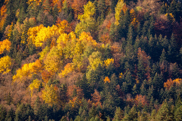 autumn colors in the forest