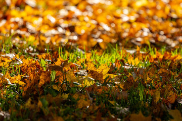 autumn leaves on the grass