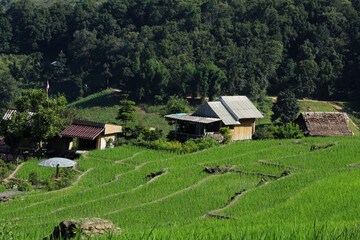 Beautiful scenery of Pa Bong Piang rice terraces. Rice fields on a hill with view of mount at Mae Chem of Chiang Mai in Thailand.