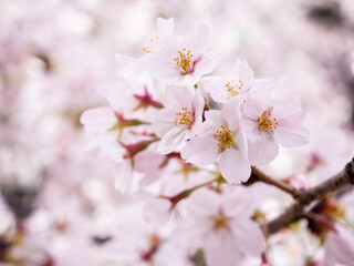 Cherry Blossom