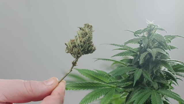 Close-up shot of dry CBD hemp buds, cannabis potheads spilled