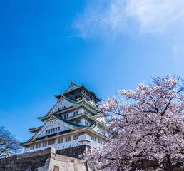 Japanese Castle and Cherry Blossom