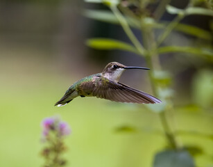 hummingbird in flight