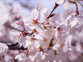 Fototapeta na wymiar Japanese Cherry Blossom