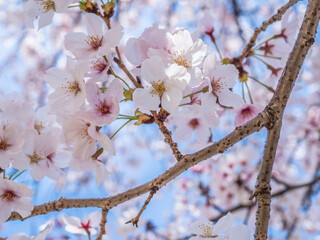 Japanese Cherry Blossom