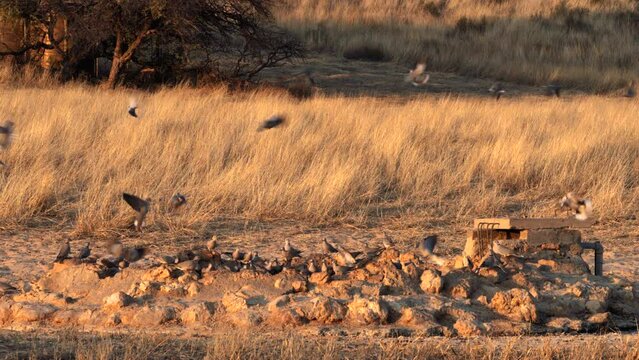 Cape Turtle Dove, or streptopelia capicola, drinking water in a waterhole in Kgalagadi Transfrontier Park, South Africa