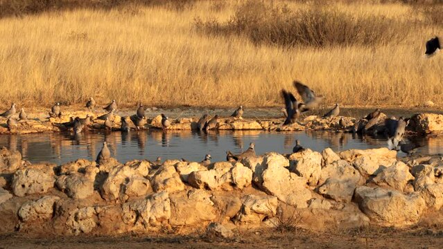 Cape Turtle Dove, or streptopelia capicola, drinking water in a waterhole in Kgalagadi Transfrontier Park, South Africa