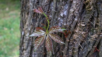new leaves on tree