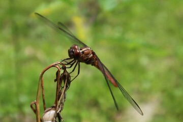 Dragonfly on branch on natural green background in Florida nature, closeup