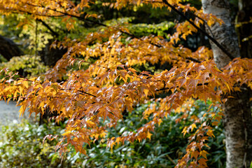 Autumn maple yellow leaves over three Background and sky.

Maple is the most widely recognized national symbol of Canada.