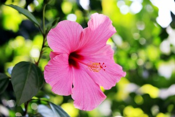 pink hibiscus flower © marine art