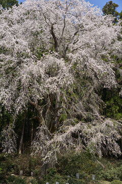 The weeping cherry tree that has protected the grave of the ancestors of the Hiyomo family for 300 years