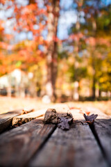 autumn leaves on a wooden table
