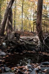 stream in autumn woods