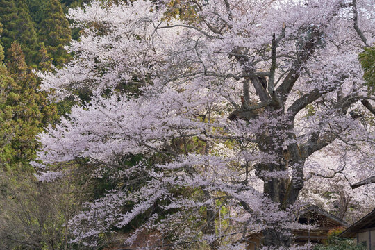Shinden cherry blossoms, estimated to be 500 years old, are in full bloom