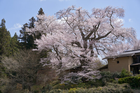 Shinden cherry blossoms, estimated to be 500 years old, are in full bloom