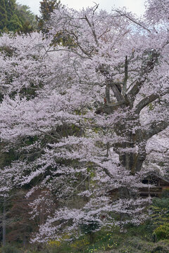Shinden cherry blossoms, estimated to be 500 years old, are in full bloom