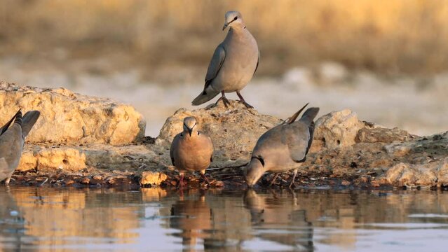 Cape Turtle Dove, or streptopelia capicola, drinking water in a waterhole in Kgalagadi Transfrontier Park, South Africa