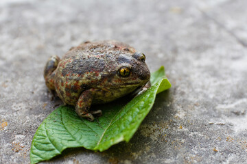 Defocus cane toad, Rhinella marina, big frog. Face portrait of large amphibian in the nature habitat. Animal in the tropic forest. Wildlife scene from nature. yellow eyes. Out of focus