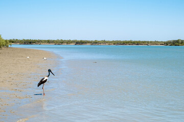 Jabiru on the beach along the Norman River, Queensland, Australia. There are other storks in the distance with a crocodile snout visible in the shallow water.