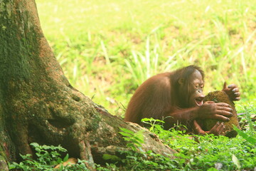 little orangutan eating jackfruit