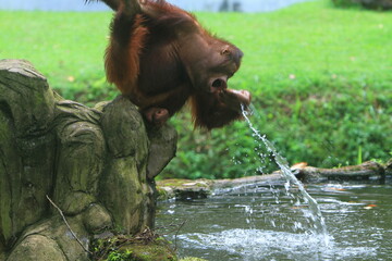primate playing in water
