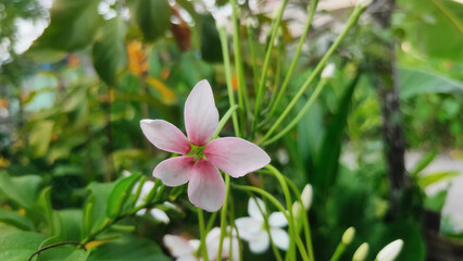pink flowers in the grass