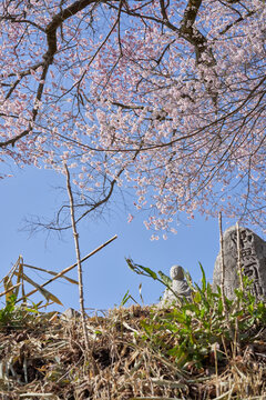 Six Jizo statues and cherry blossoms in full bloom on a hill with a great view