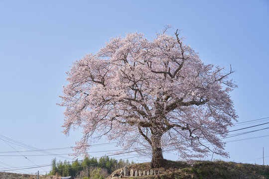 Six Jizo statues and cherry blossoms in full bloom on a hill with a great view