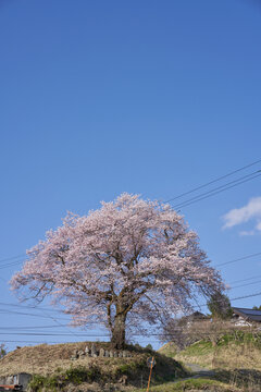 Six Jizo statues and cherry blossoms in full bloom on a hill with a great view