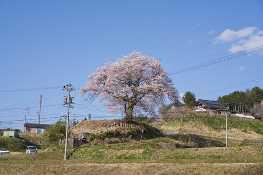 Six Jizo statues and cherry blossoms in full bloom on a hill with a great view