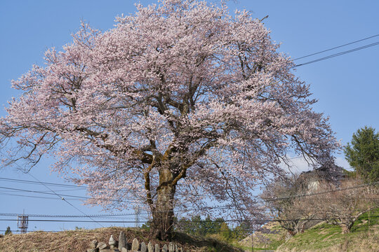 Six Jizo statues and cherry blossoms in full bloom on a hill with a great view