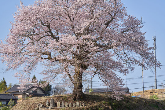 Six Jizo statues and cherry blossoms in full bloom on a hill with a great view