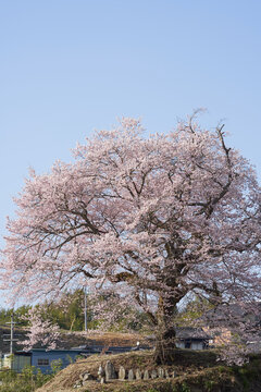 Six Jizo statues and cherry blossoms in full bloom on a hill with a great view