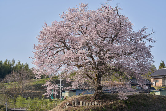 Six Jizo statues and cherry blossoms in full bloom on a hill with a great view