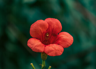 Closeup Campsis radicans (binomial name), the trumpet vine, yellow trumpet vine,or trumpet creeper ,cow itch vine or hummingbird vine flower