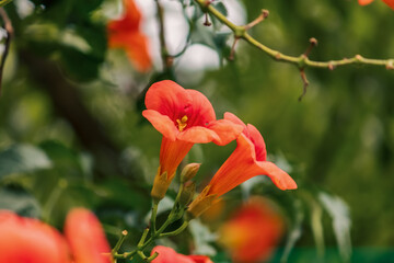 Closeup Campsis radicans (binomial name), the trumpet vine, yellow trumpet vine,or trumpet creeper ,cow itch vine or hummingbird vine flower