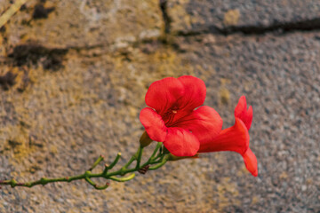 Closeup Campsis radicans (binomial name), the trumpet vine, yellow trumpet vine,or trumpet creeper ,cow itch vine or hummingbird vine flower
