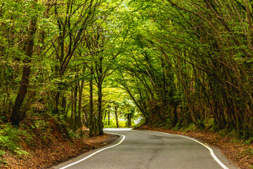 the asphalt road in the forest