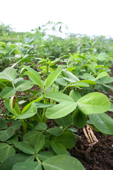 Photo of the leaves of a young peanut plant.